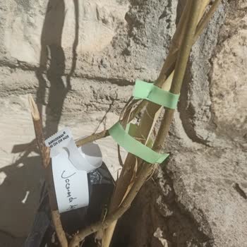 E-fidancım Jakaranda Fidanı Çok Sağlıksız