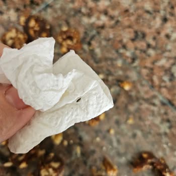 Carrefour SA Marketten Aldığımız Cevizli Köme Den Bir Sürü Böcek Çıktı