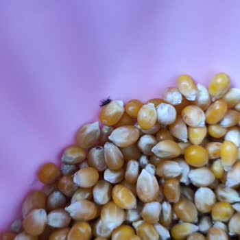 City Farm Bitli Kurtlu Mısır