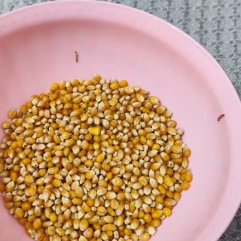 City Farm Bitli Kurtlu Mısır