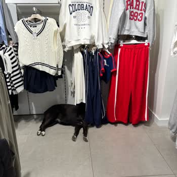 DeFacto Mağazaları Ve Köpek Tehlikesi