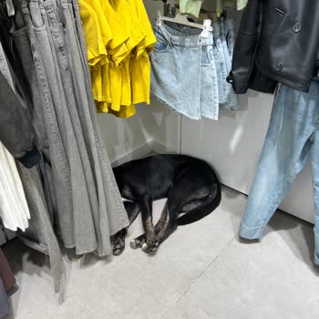 DeFacto Mağazaları Ve Köpek Tehlikesi