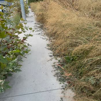 Bakırköy Belediyesi Florya Kaldırımlar Kötü Halde