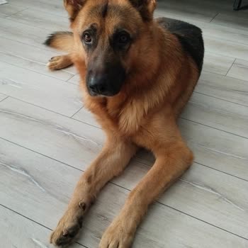 Köpek Maması Siparişim Gönderilmedi ve Ücret İadesi Yapılmıyor