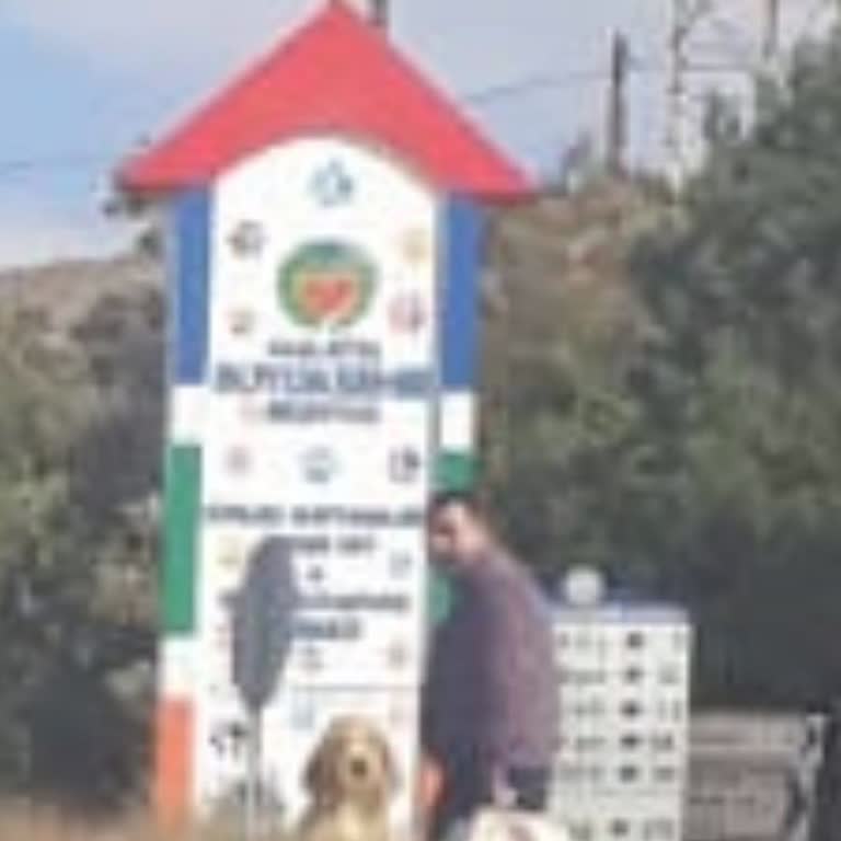 Köpek Sahiplenme Sürecindeki Sorunlar ve Hayvan Hakları İhlalleri