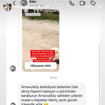Arnavutköy Belediyesi'nin Köpek Toplama Politikası Tepki Çekiyor