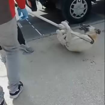 Arnavutköy Belediyesi'nin Köpek Toplama Politikası Tepki Çekiyor