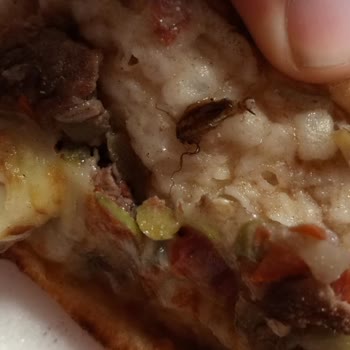 Altın Kanat Pide Salonu Böcek Sorunu