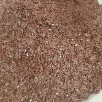 Tat Bakliyat'tan Aldığım Keten Tohumu Kurtlandı