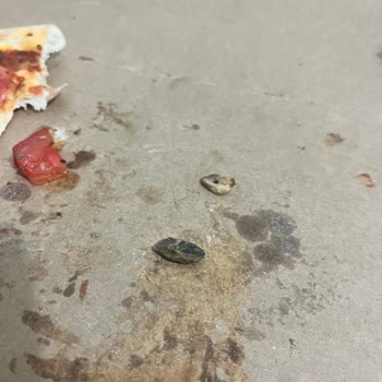 Pizza Siparişimde Sert Malzeme Problemi