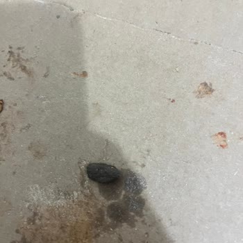 Pizza Siparişimde Sert Malzeme Problemi