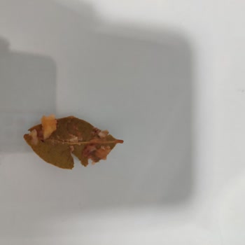 Trendyol GO Yemek Siparişinde Kalite Sorunu ve Eksik Ürün