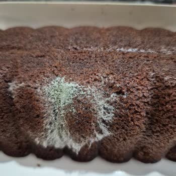 BİM'den Aldığım Kakaolu Kek Küflü Çıktı