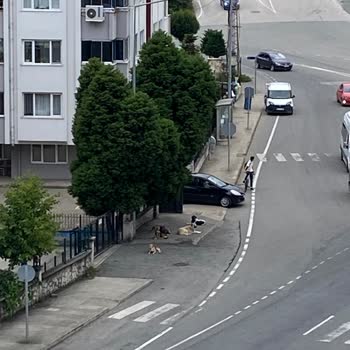 Sokak Köpekleri Tehlike Saçıyor: Acil Müdahale Gerekiyor