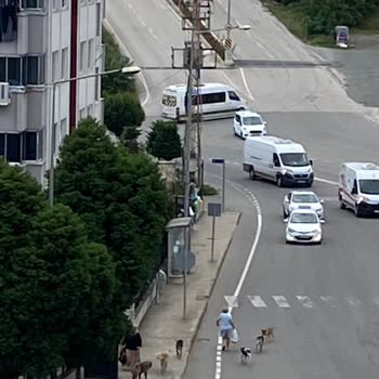 Sokak Köpekleri Tehlike Saçıyor: Acil Müdahale Gerekiyor