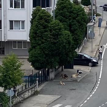 Ordu'da Tehlike Saçan Sokak Köpekleri