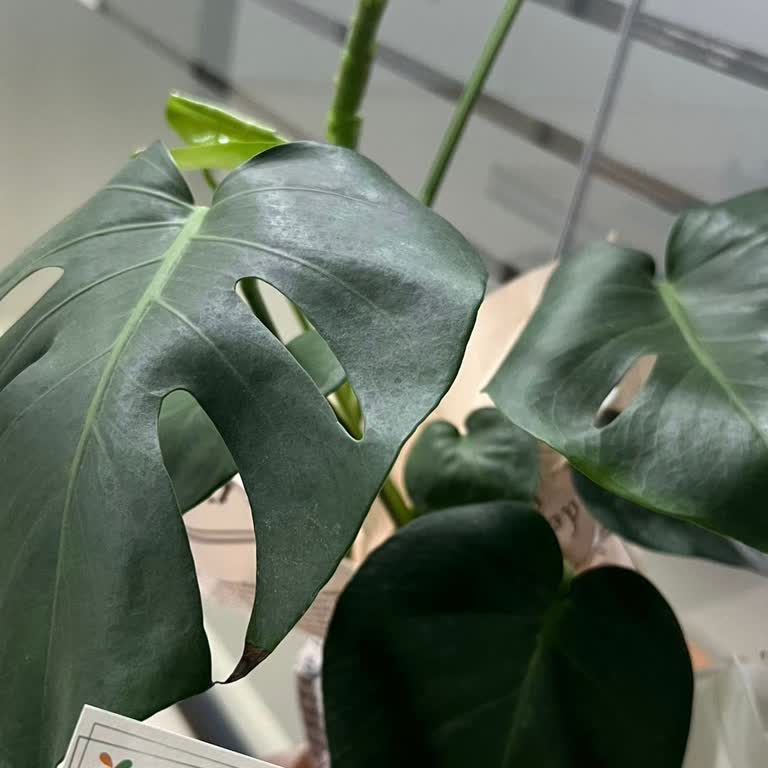 Çiçek Sepeti'nde Yanlış Ürün Gönderimi ve İletişim Sorunu