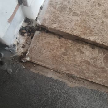 Otel Odasında Karınca İstilası ve Saygısız Hizmet