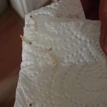 Kurtlu Makarna ve İlgisiz Mağaza Çalışanı