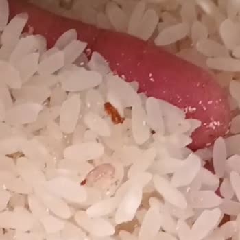 Öncü Bakliyat Tarihi Geçmemiş Pirinçte Kurt Sorunu