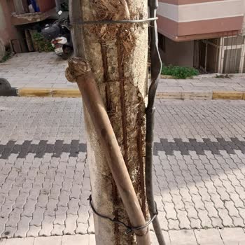 Tehlike Saçan Eski Elektrik Direği