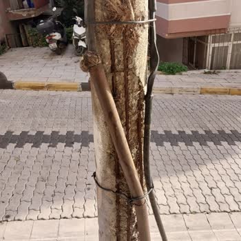 Tehlike Saçan Eski Elektrik Direği
