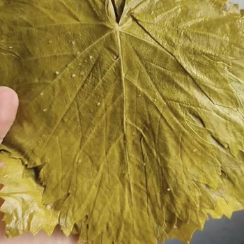 Tokat.yapraklezzeti Eski ve Çürümüş Yaprak Gönderiyor