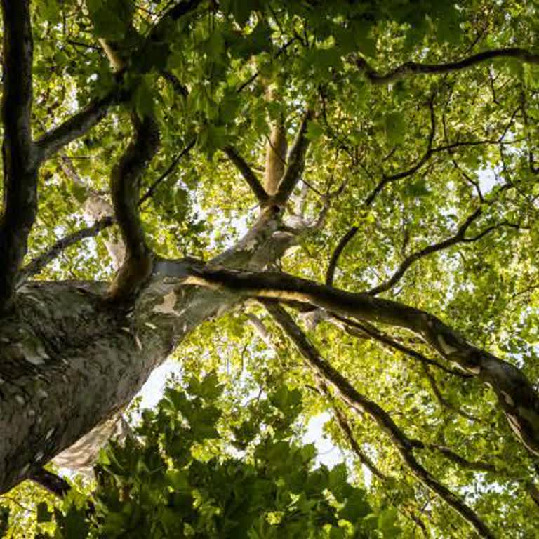 Asırlık Ağaçların Kesilmesine Tepki