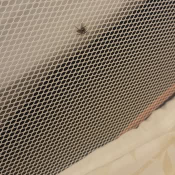 Otel Odasında Böcek Şoku