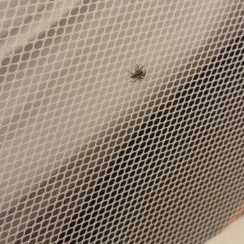 Otel Odasında Böcek Şoku