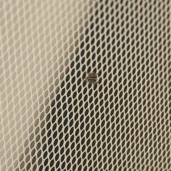 Otel Odasında Böcek Şoku