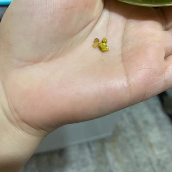 Antep Fıstığı Ezmesinde Kabuk Sorunu