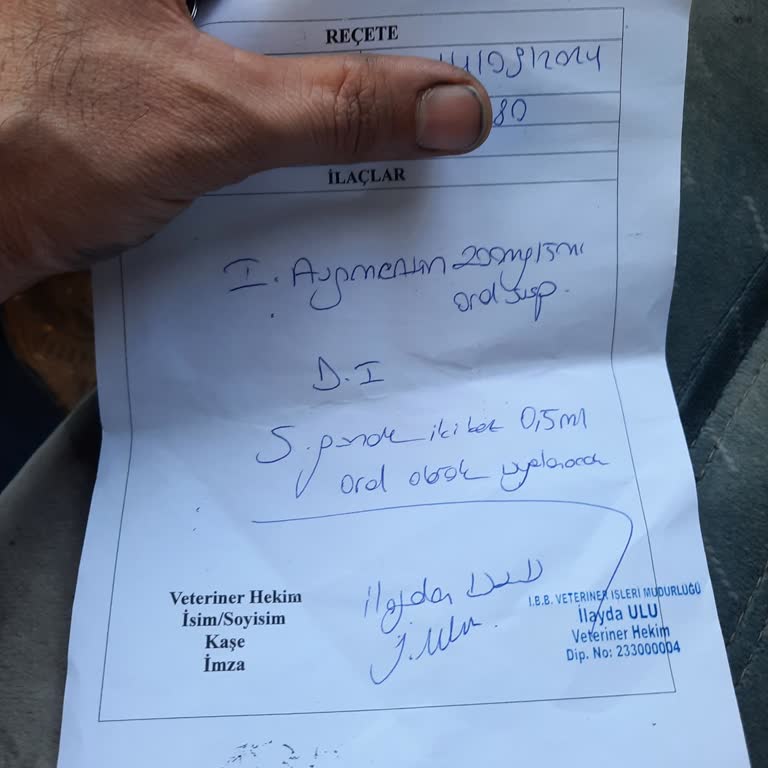 Belediye Veterinerinde Kayıp Kedi ve Kibirli Tavırlar