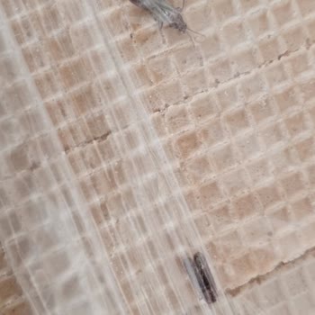 Bizbize Bisküvi Gofret Kutusundan Çıkan Böcek Şoku