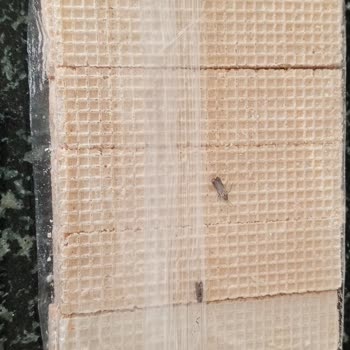 Bizbize Bisküvi Gofret Kutusundan Çıkan Böcek Şoku