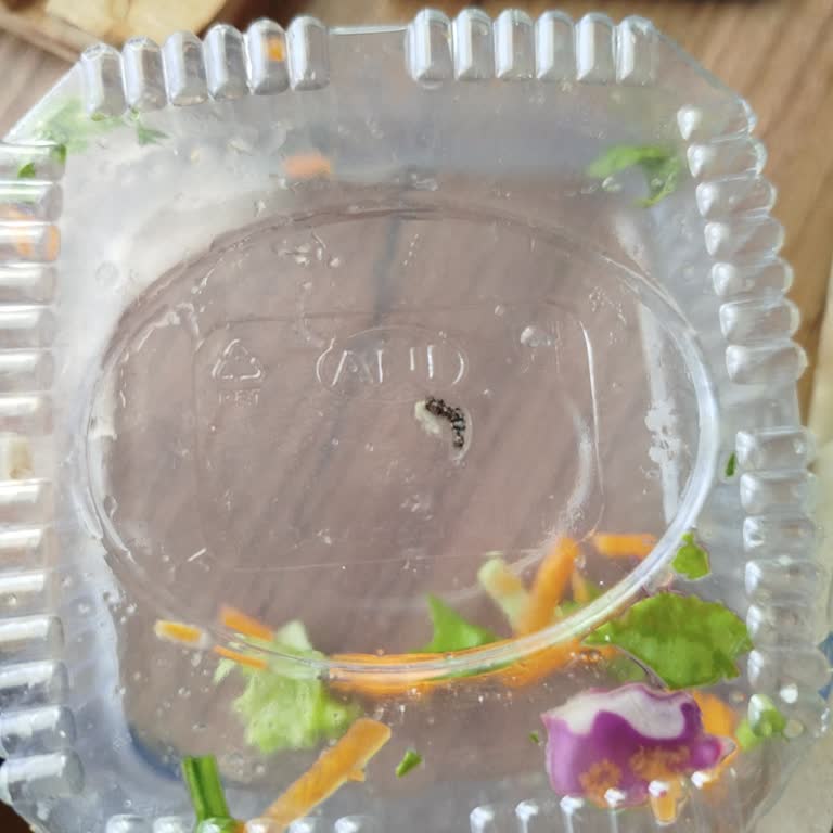 Salatadan Böcek Çıktı, Çözüm Yok!