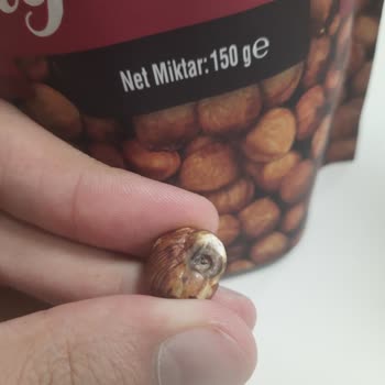 Çerezya Fındıkta İstenmeyen Sürpriz: Kurtlu Fındık Şoku
