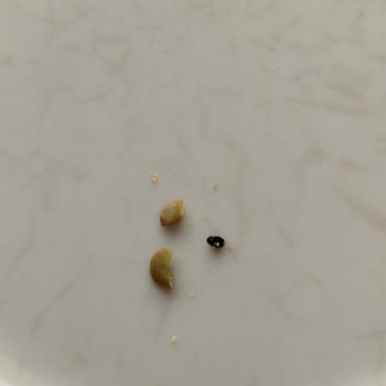 Reis Marka Yeşil Mercimek Böcek Sorunu