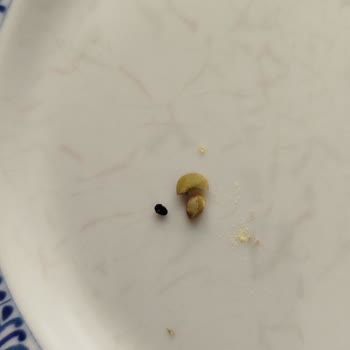 Reis Marka Yeşil Mercimek Böcek Sorunu