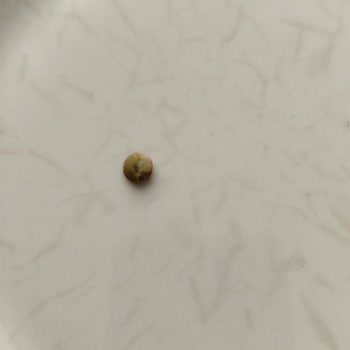 Reis Marka Yeşil Mercimek Böcek Sorunu