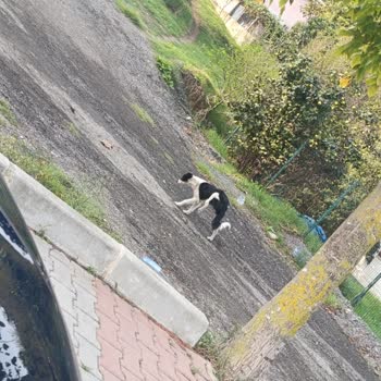 Tepeören Geçici Hayvan Bakımevi Barınak İlgisizliği Yaralı Köpek Hâlâ Yardım Bekliyor