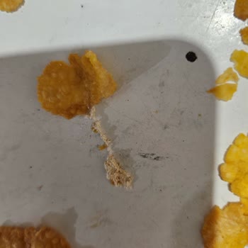 Ürün Kalitesi ve Müşteri Hizmetleri Sorunu