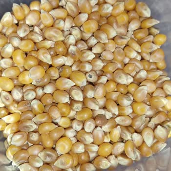 Rutubetli ve Patlamayan Mısır Şikayeti