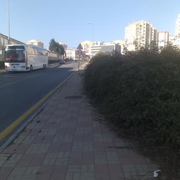 Kaldırımları Kaplayan Dikenli Bitkiler ve Bakımsızlık