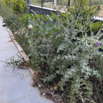 Oktay Güzel İnşaat Yarım Kalan Proje Ve Tutulmayan Sözler