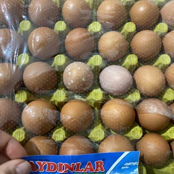 Bozuk Yumurta Sorunu