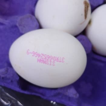 Şişman Yumurta Bozuk Küflü Yumurta