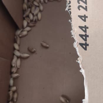 Antep fıstığı siparişimde patlak poşet sorunu