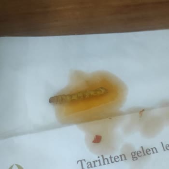 Makarna İçinde Kurt Şoku