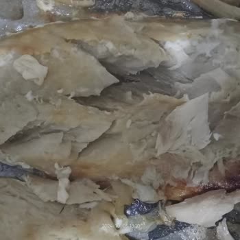 Bozuk Ürün Deneyimi: Dondurulmuş Uskumru Hayal Kırıklığı